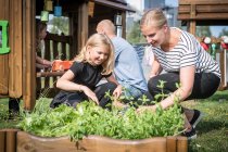 Planteringskärl för odling & plantering